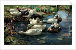 Ducks in a Pool by Alexander Koester