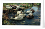 Ducks in a Pool by Alexander Koester