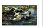 Ducks in a Pool by Alexander Koester