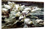 Ducks Gathering by Alexander Koester