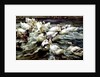 Ducks Gathering by Alexander Koester