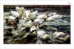 Ducks Gathering by Alexander Koester