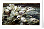 Ducks Gathering by Alexander Koester