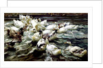 Ducks Gathering by Alexander Koester