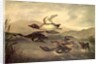 Wild Ducks Rising, 1840 by John Woodhouse Audubon