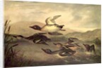 Wild Ducks Rising, 1840 by John Woodhouse Audubon