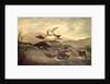 Wild Ducks Rising, 1840 by John Woodhouse Audubon
