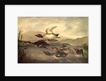 Wild Ducks Rising, 1840 by John Woodhouse Audubon