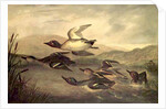 Wild Ducks Rising, 1840 by John Woodhouse Audubon