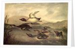 Wild Ducks Rising, 1840 by John Woodhouse Audubon