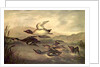 Wild Ducks Rising, 1840 by John Woodhouse Audubon