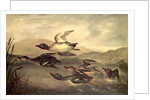 Wild Ducks Rising, 1840 by John Woodhouse Audubon