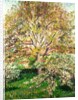 Trees in Bloom at Eragny, 1895 by Camille Pissarro