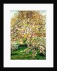 Trees in Bloom at Eragny, 1895 by Camille Pissarro