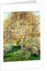 Trees in Bloom at Eragny, 1895 by Camille Pissarro