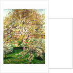 Trees in Bloom at Eragny, 1895 by Camille Pissarro