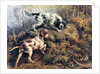 Pointer, Setter and Grouse by Edmund Henry Osthaus