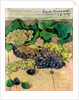 Grapes, 1893 by Emile Bernard