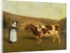 Shorthorn Cow, c.1840-50 by James Flewitt Mullock