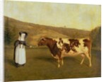 Shorthorn Cow, c.1840-50 by James Flewitt Mullock