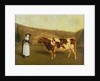 Shorthorn Cow, c.1840-50 by James Flewitt Mullock