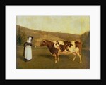 Shorthorn Cow, c.1840-50 by James Flewitt Mullock