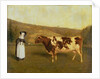 Shorthorn Cow, c.1840-50 by James Flewitt Mullock