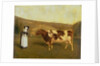 Shorthorn Cow, c.1840-50 by James Flewitt Mullock