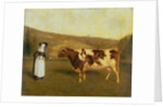 Shorthorn Cow, c.1840-50 by James Flewitt Mullock