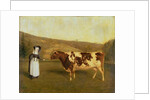 Shorthorn Cow, c.1840-50 by James Flewitt Mullock