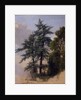 Tree Study, Newburgh, N.Y., 1849 by Asher Brown Durand