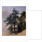 Tree Study, Newburgh, N.Y., 1849 by Asher Brown Durand