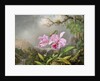Study of an Orchid, 1872 by Martin Johnson Heade