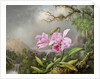 Study of an Orchid, 1872 by Martin Johnson Heade