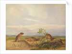 Townsend's Meadow Mouse, Meadow Vale and Swamp Rice Rat by John Woodhouse Audubon