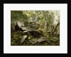 Study from Nature: Rocks and Trees, c.1856 by Asher Brown Durand