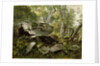 Study from Nature: Rocks and Trees, c.1856 by Asher Brown Durand