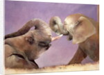 Elephants at Play, 2001 by Odile Kidd