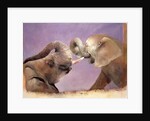 Elephants at Play, 2001 by Odile Kidd
