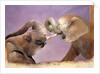 Elephants at Play, 2001 by Odile Kidd