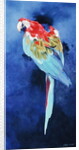 Red and Blue Macaw, 2002 by Odile Kidd