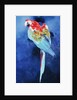 Red and Blue Macaw, 2002 by Odile Kidd