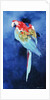 Red and Blue Macaw, 2002 by Odile Kidd