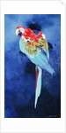 Red and Blue Macaw, 2002 by Odile Kidd