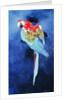 Red and Blue Macaw, 2002 by Odile Kidd