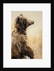 Grizzly Bear 2, 2002 by Odile Kidd