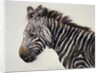 Zebra, 2002 by Odile Kidd