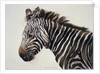 Zebra, 2002 by Odile Kidd