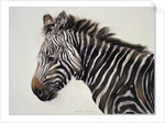 Zebra, 2002 by Odile Kidd