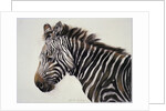 Zebra, 2002 by Odile Kidd